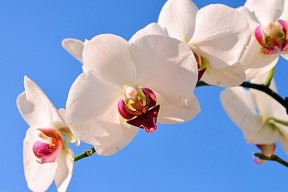 世界乒乓球俱乐部青训营招生与课程安排发布，世界乒乓球俱乐部排名